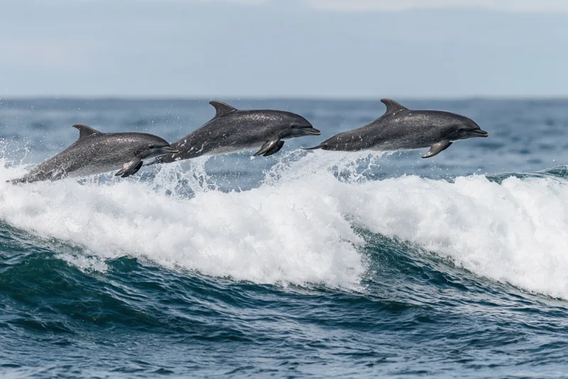 Three dolphins leaping above a cresting ocean wave