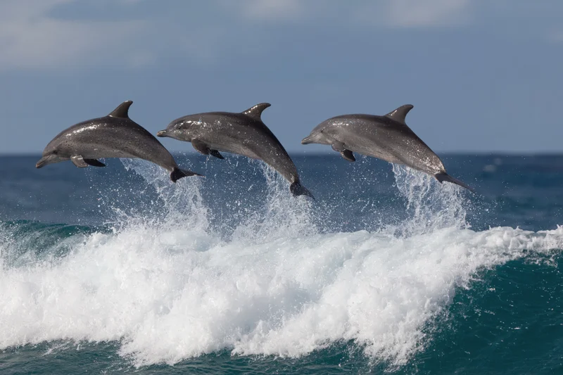 Three dolphins leaping above a breaking wave in the ocean