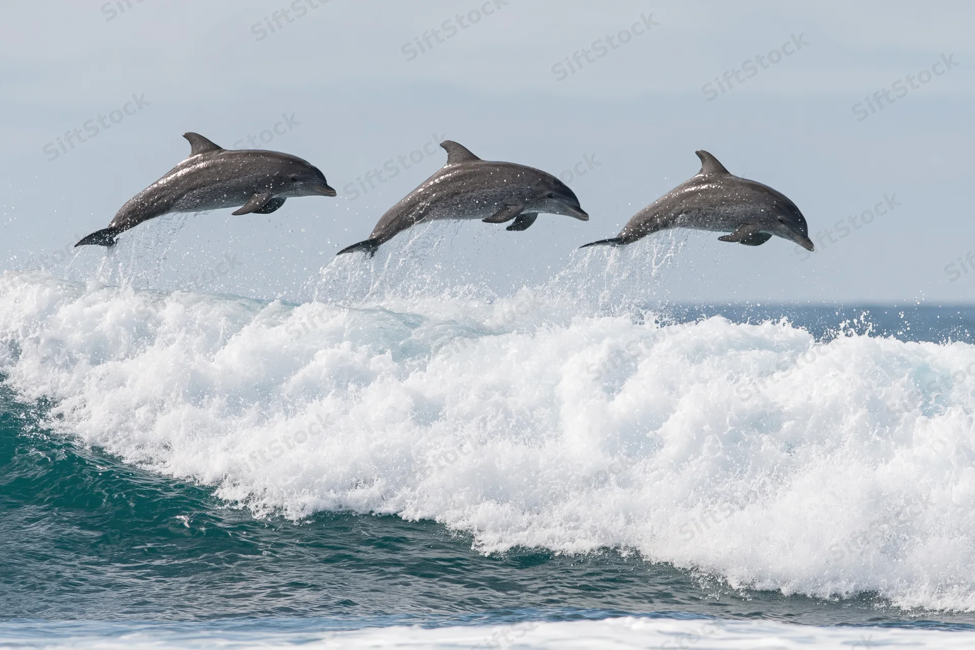 Three dolphins leaping above a breaking ocean wave