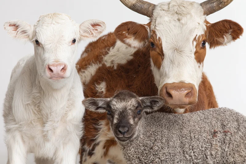White calf, brown cow, and gray lamb standing close together in studio setting