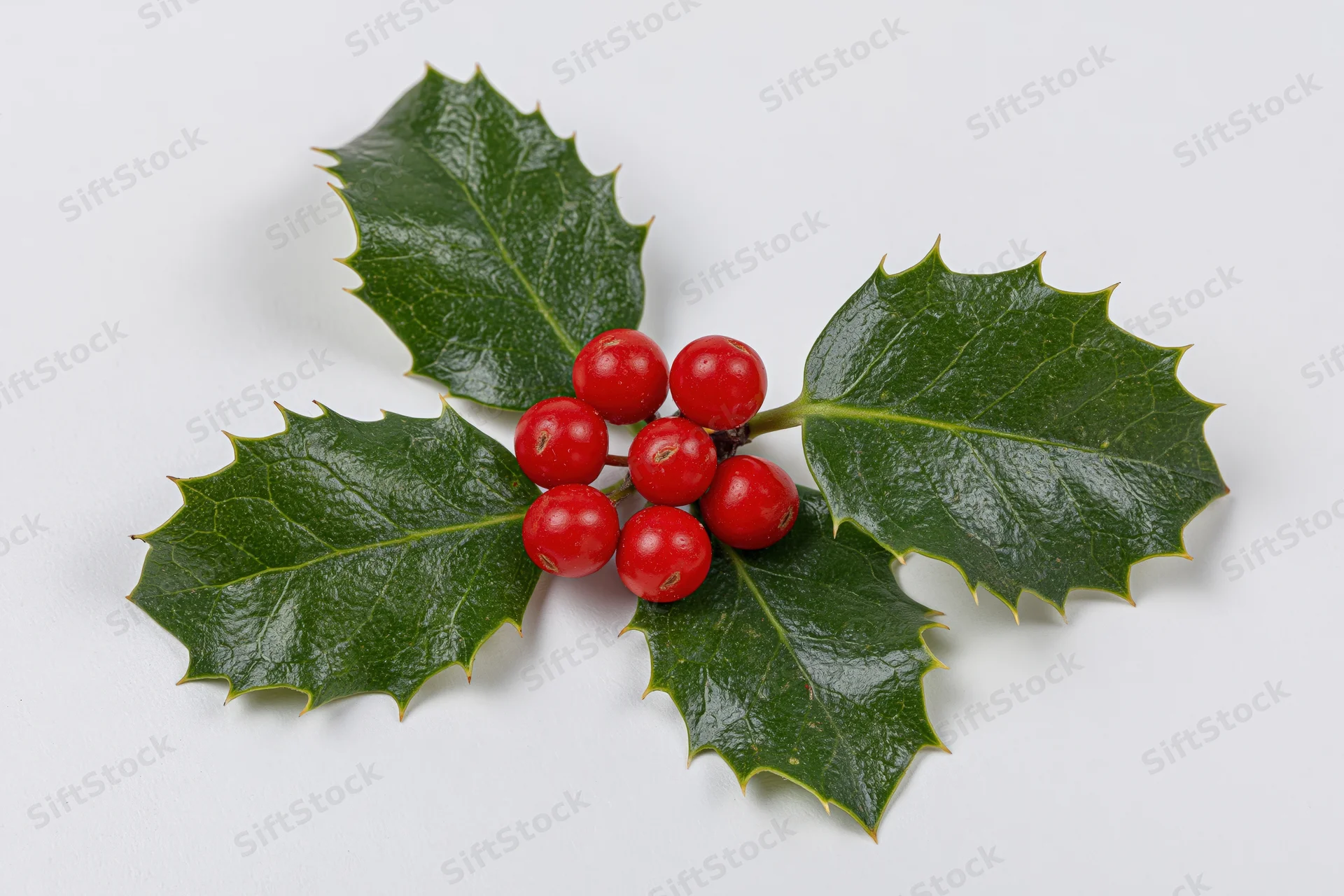 Holly sprig with red berries and green leaves arranged flat on white background