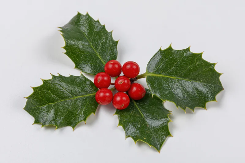 Holly sprig with red berries and green leaves arranged flat on white background