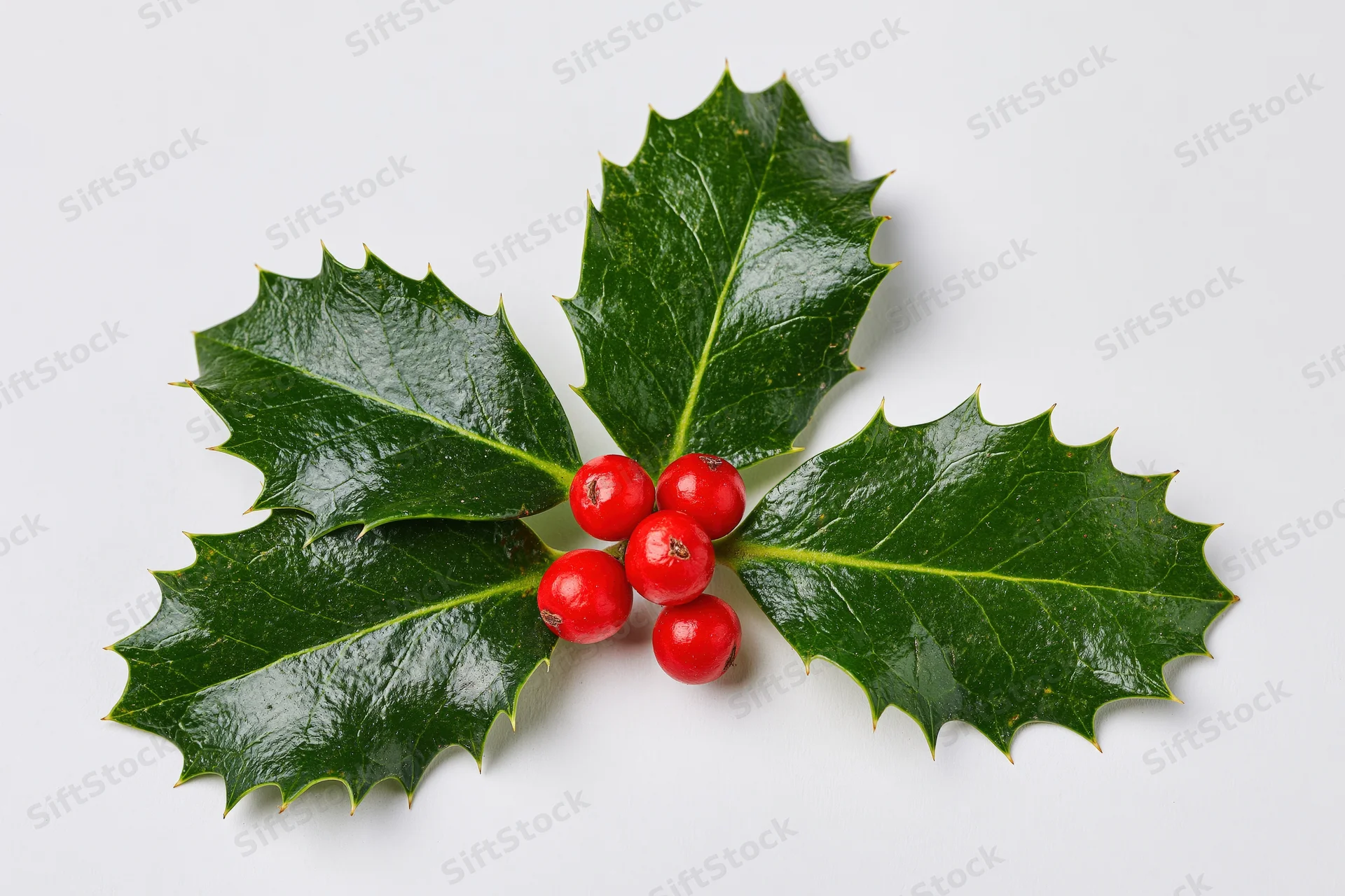 Holly leaves with red berries arranged on white background