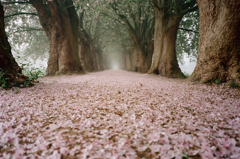 Tree-lined path covered in fallen pink blossoms leading into misty distance