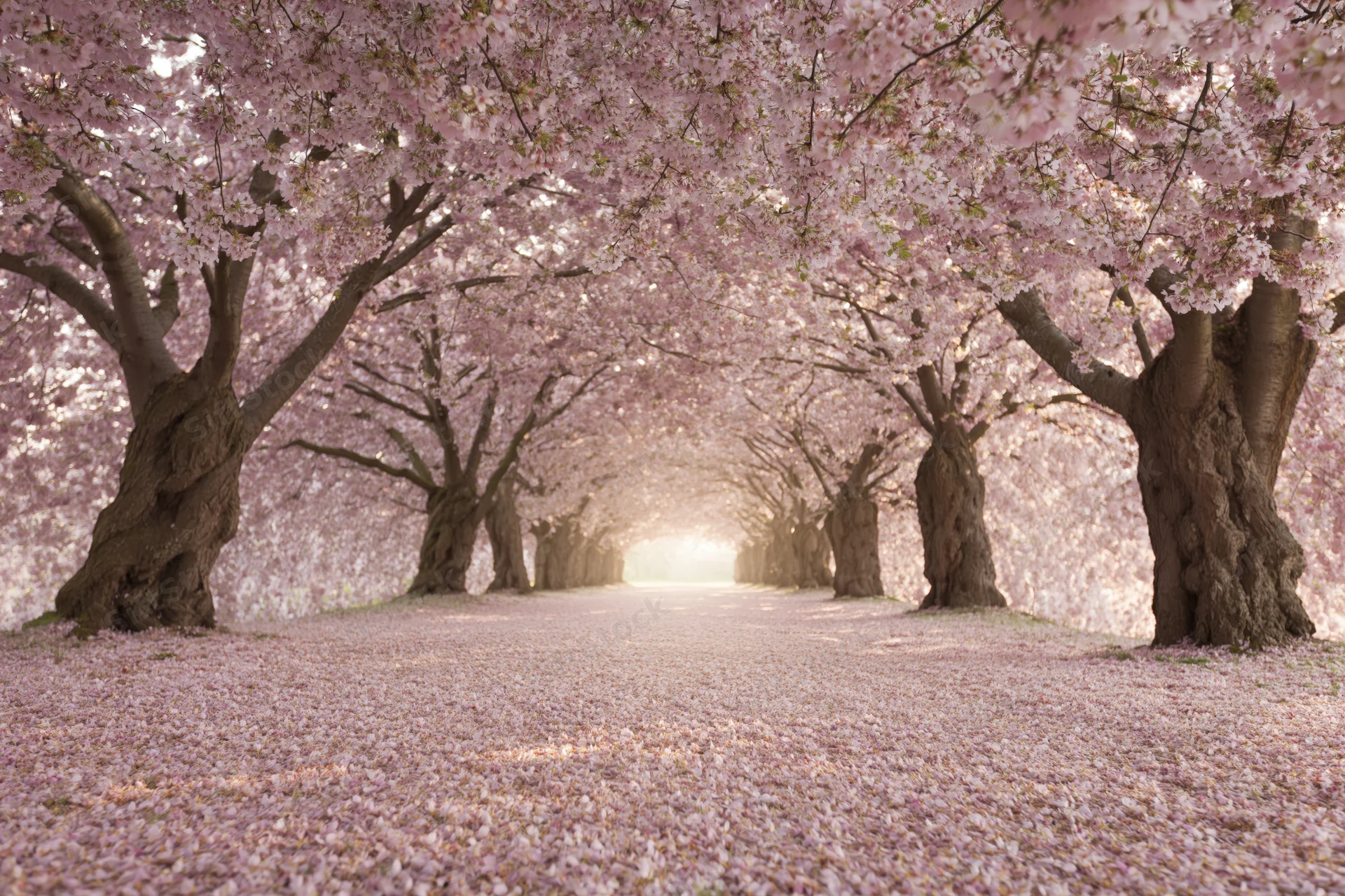 Cherry blossom trees in full bloom forming a tunnel over a pathway covered in fallen petals