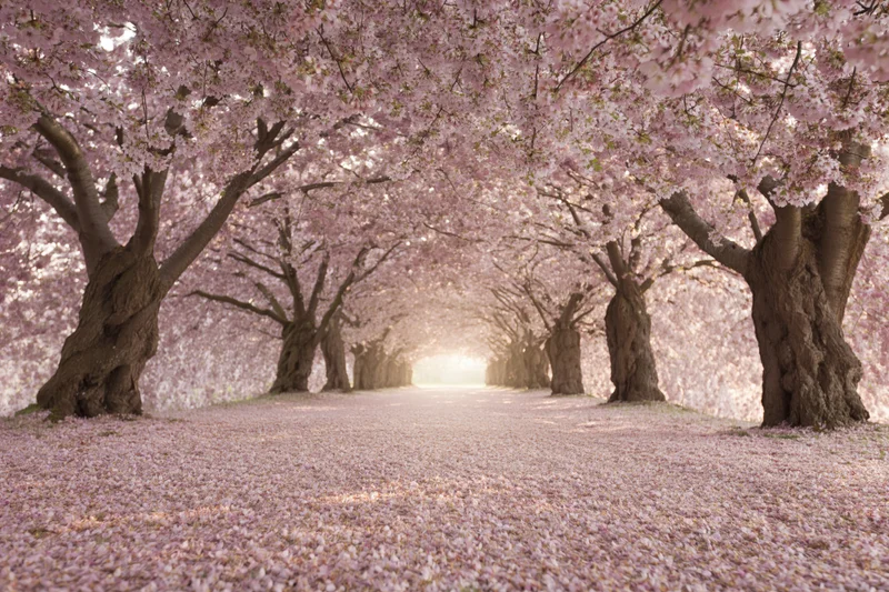 Cherry blossom trees in full bloom forming a tunnel over a pathway covered in fallen petals