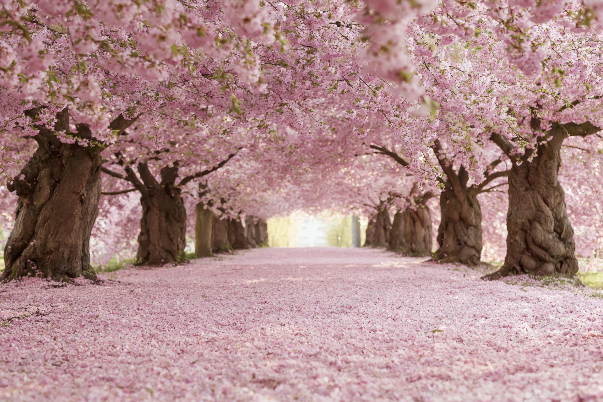 Cherry blossom trees in full bloom lining a path covered in fallen petals