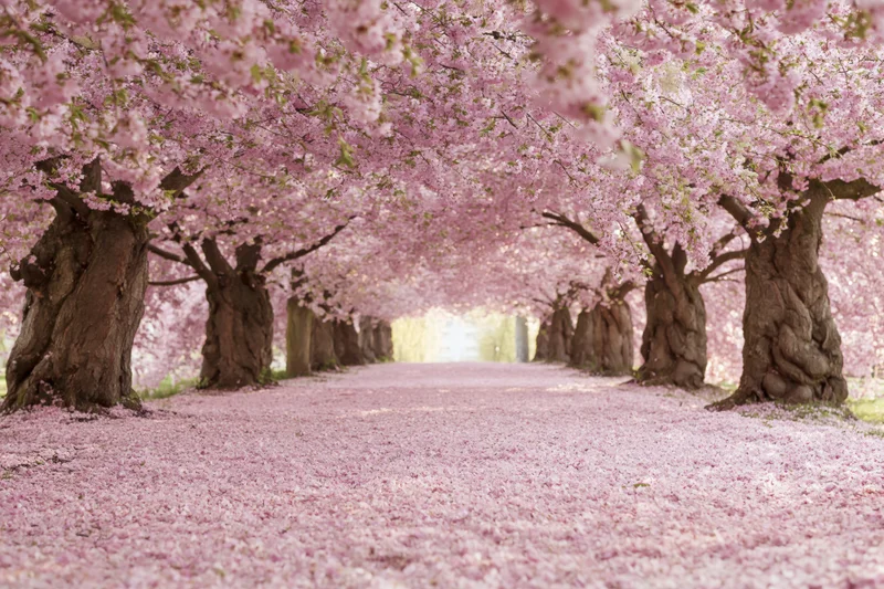 Cherry blossom trees in full bloom lining a path covered in fallen petals