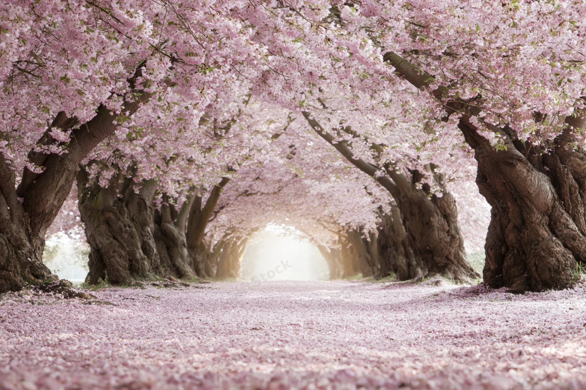 Cherry blossom trees in full bloom forming a tunnel over a path covered in fallen petals