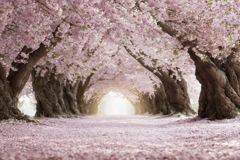 Cherry blossom trees in full bloom forming a tunnel over a path covered in fallen petals