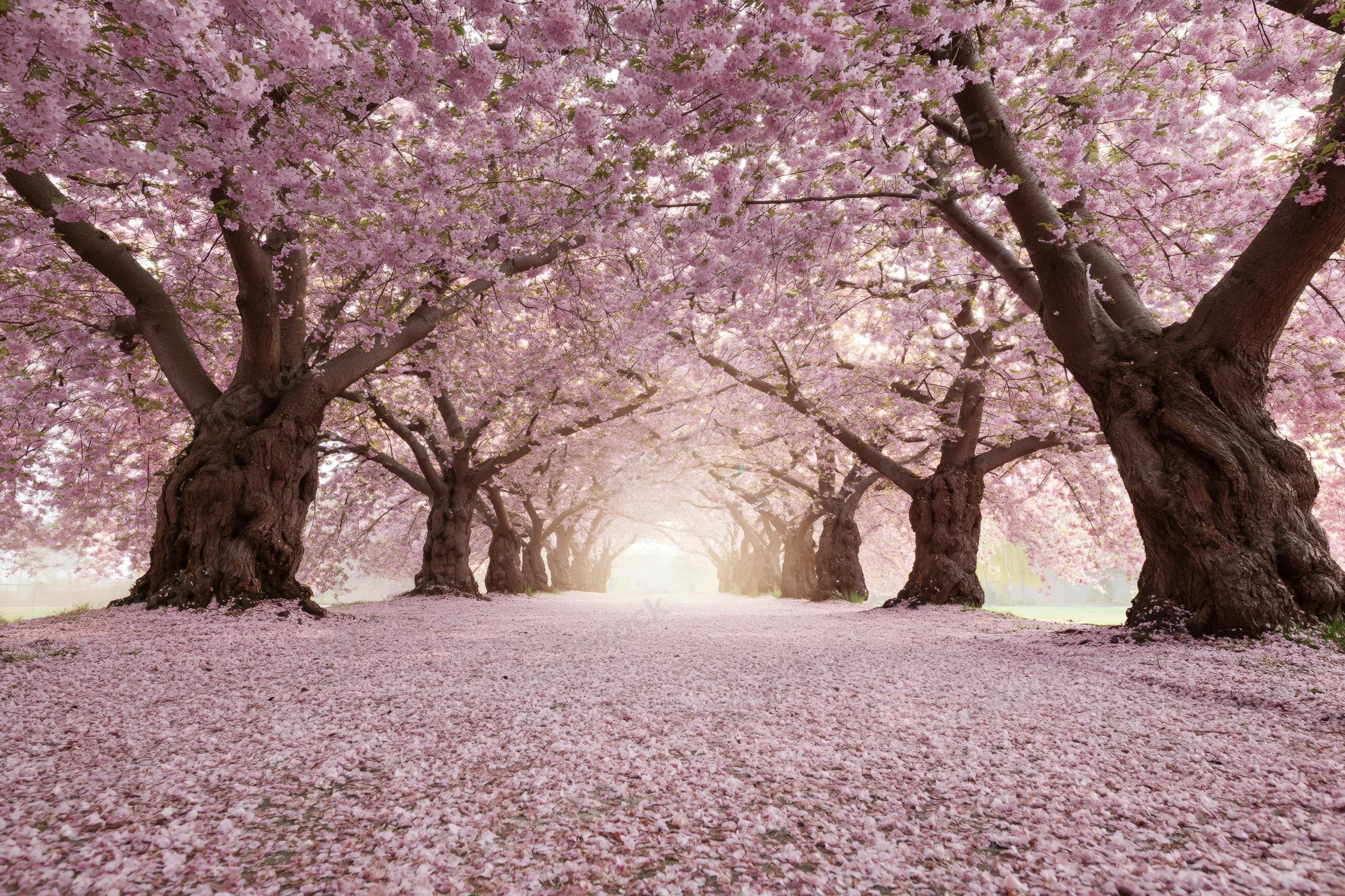 Cherry blossom trees in full bloom lining a pathway forming a tunnel with petals covering the ground