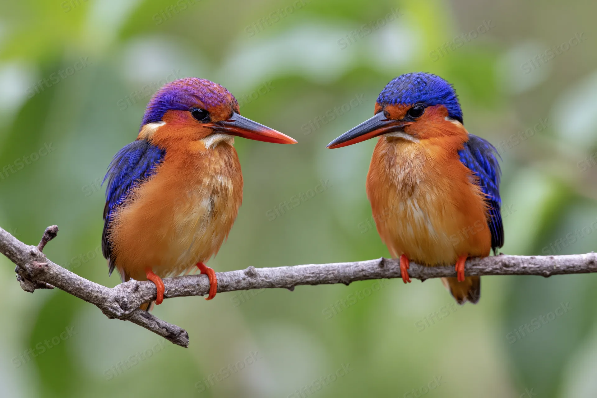 Two african pygmy kingfishers perched side by side on a bare branch in a green forest setting