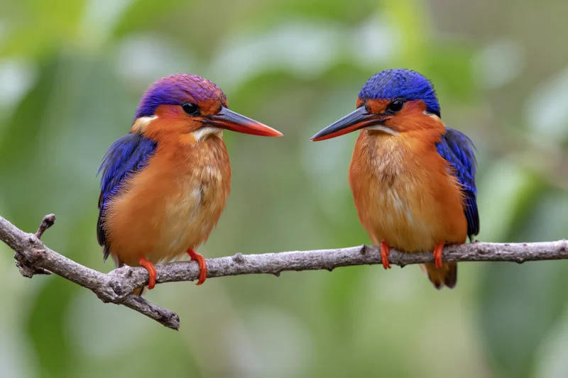 Two african pygmy kingfishers perched side by side on a bare branch in a green forest setting