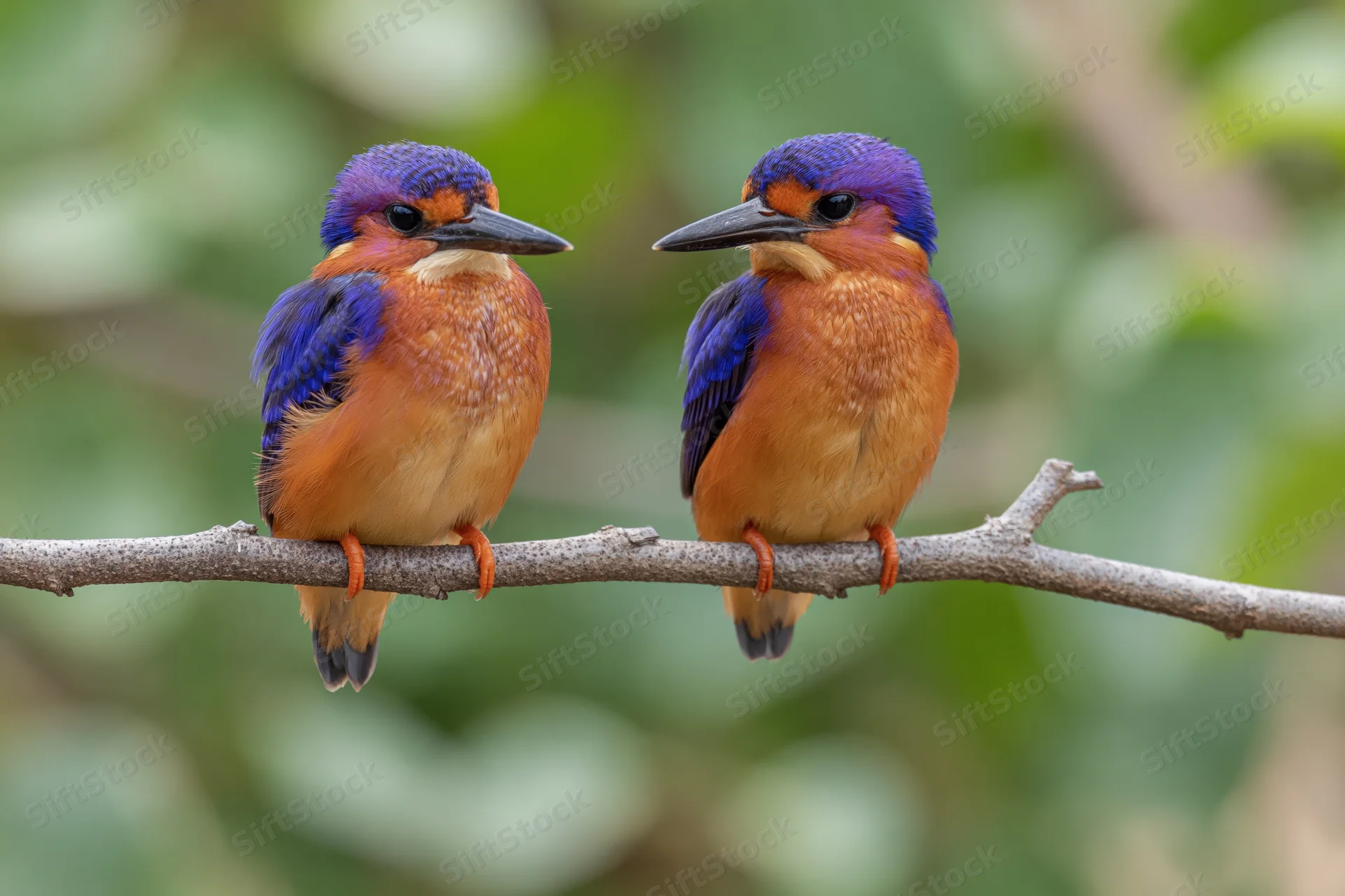 Two african pygmy kingfishers perched side by side on a bare branch in a green forest setting