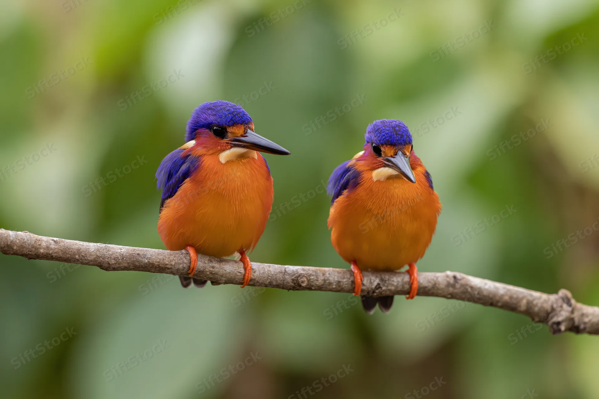 Two african pygmy kingfishers perched side by side on a bare branch in a green forest setting