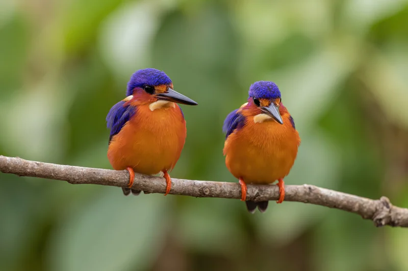 Two african pygmy kingfishers perched side by side on a bare branch in a green forest setting