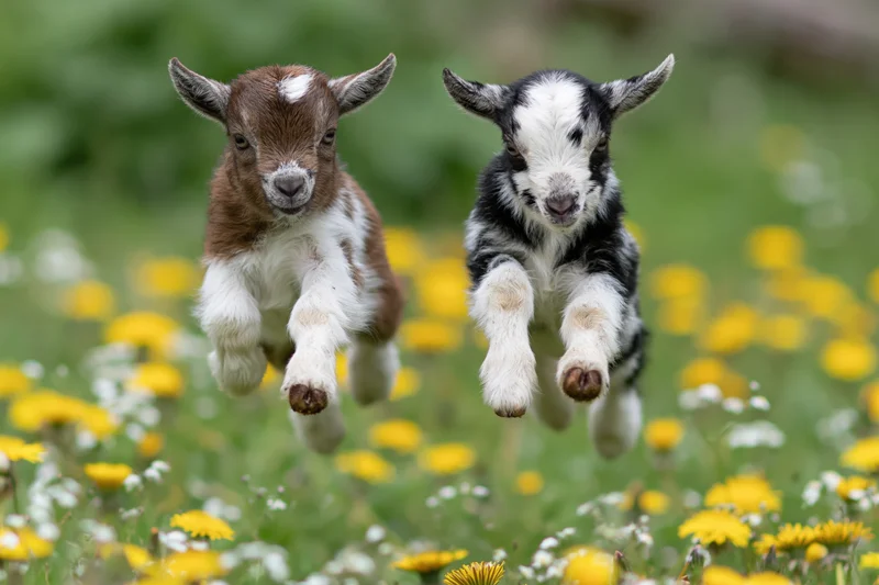 Two baby goats mid-leap in a flower-filled meadow