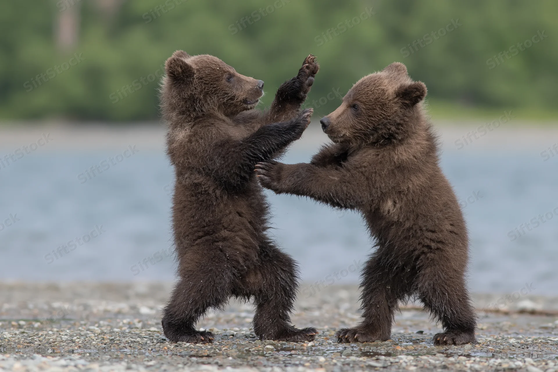 Two brown bear cubs play-fighting on a rocky riverbank near water