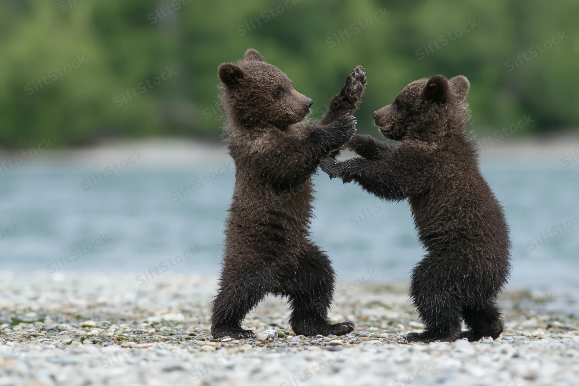 Two brown bear cubs play-fighting on a rocky riverbank near water