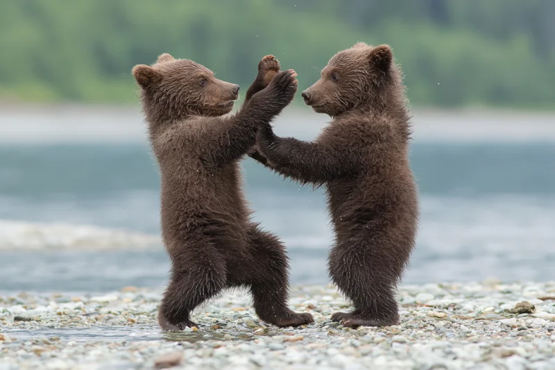 Two brown bear cubs play-fighting on a rocky riverbank near water