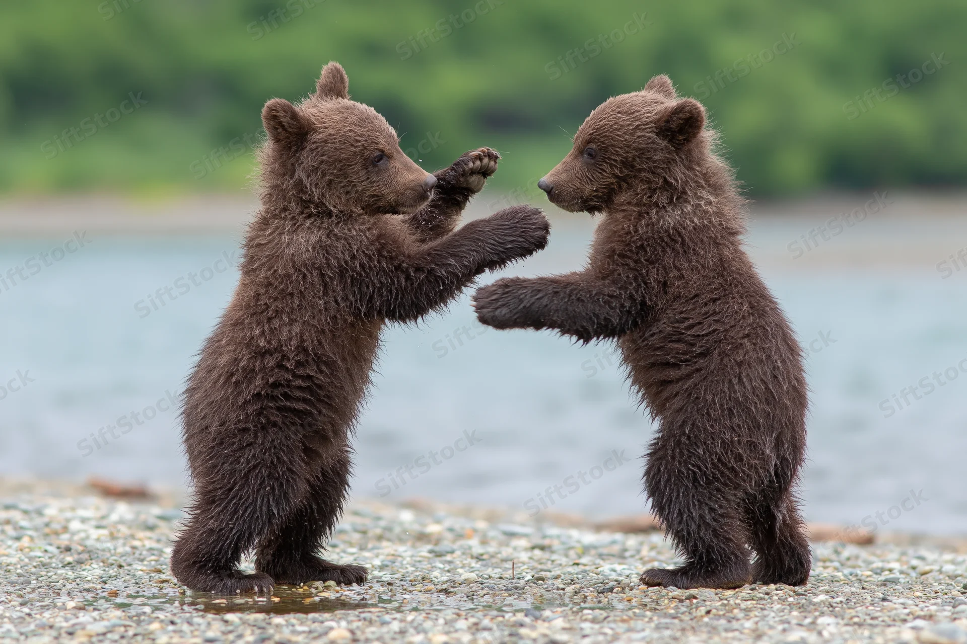 Two brown bear cubs play-fighting on a rocky riverbank near water
