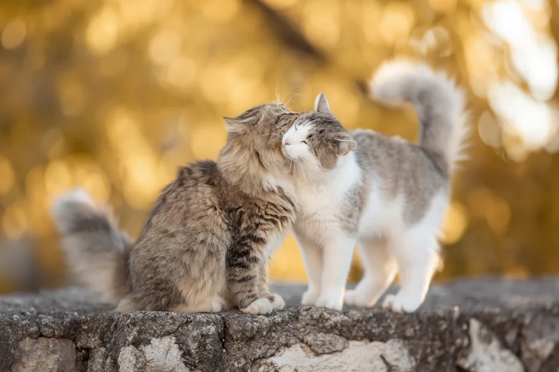 Two cats nuzzling on a weathered stone wall outdoors