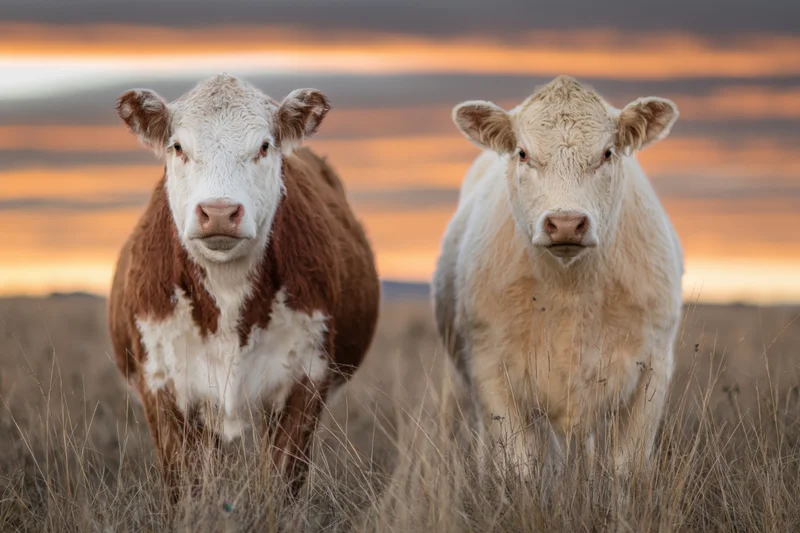 Two cattle standing side by side in a dry grassland pasture at sunset