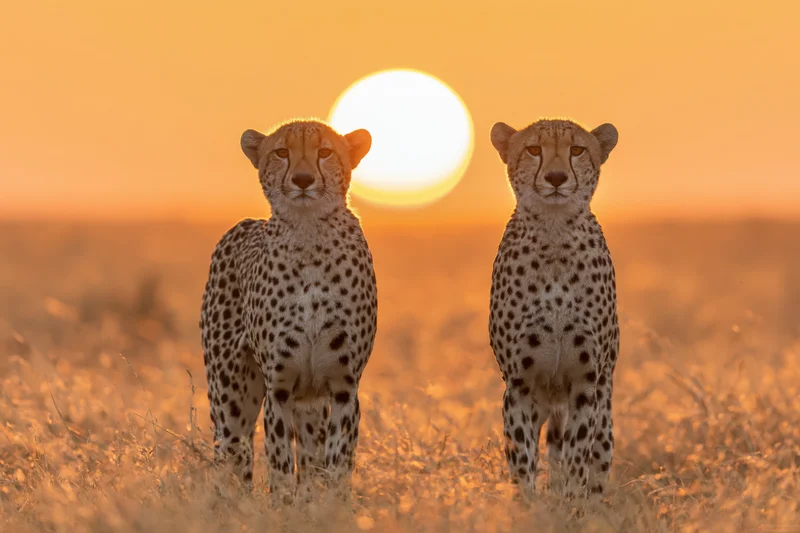 Two cheetahs standing alert side by side in open savanna grass at sunset