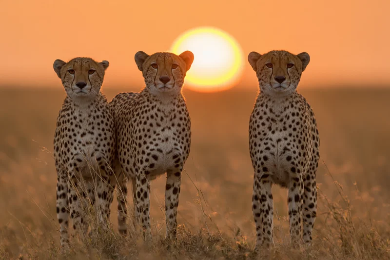 Three cheetahs standing alert in savanna at sunset