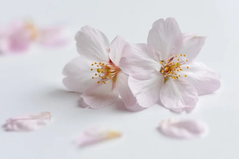 Two cherry blossom flowers resting together on a flat white surface with scattered petals