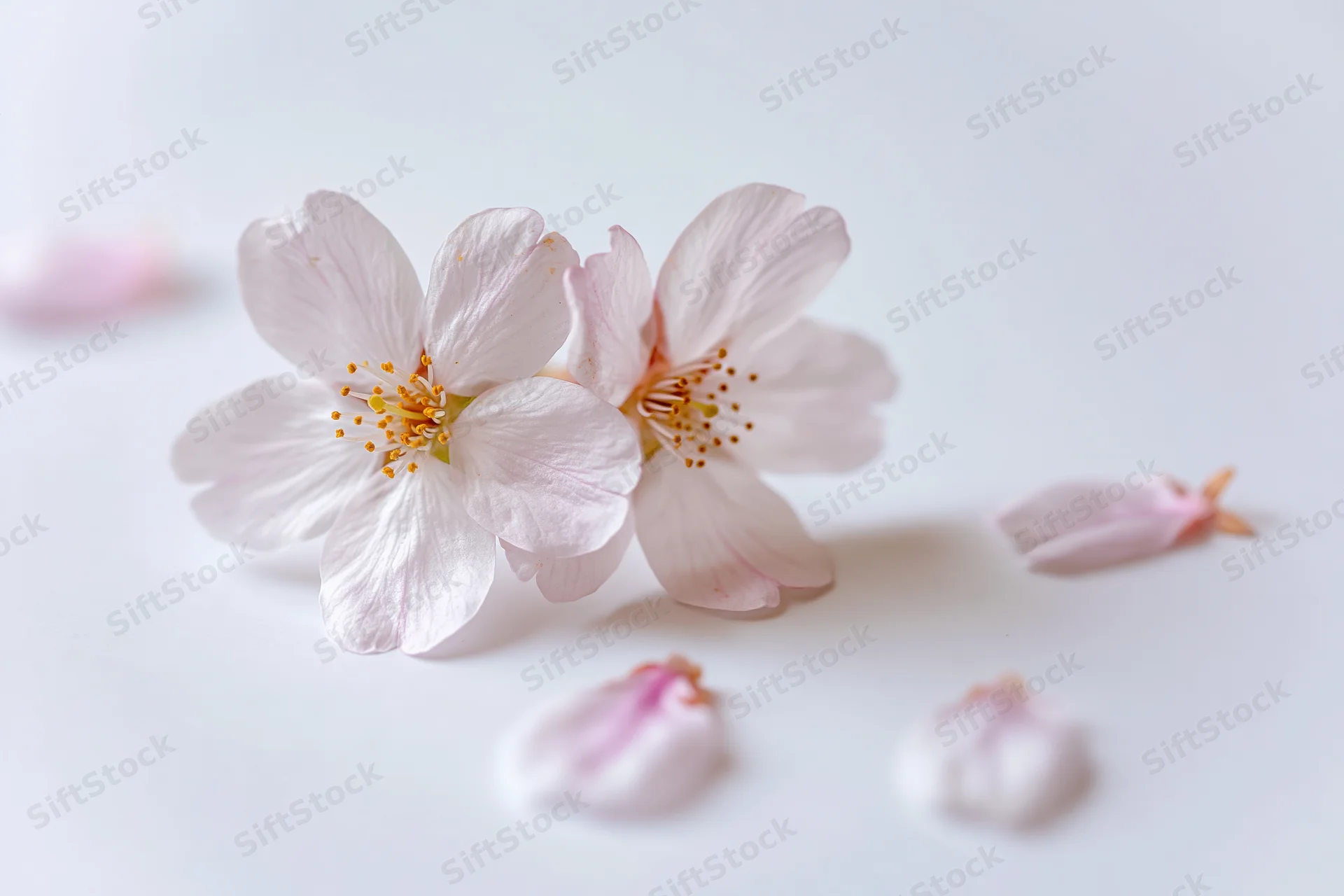 Two cherry blossom flowers resting together on a flat white surface with scattered petals around them