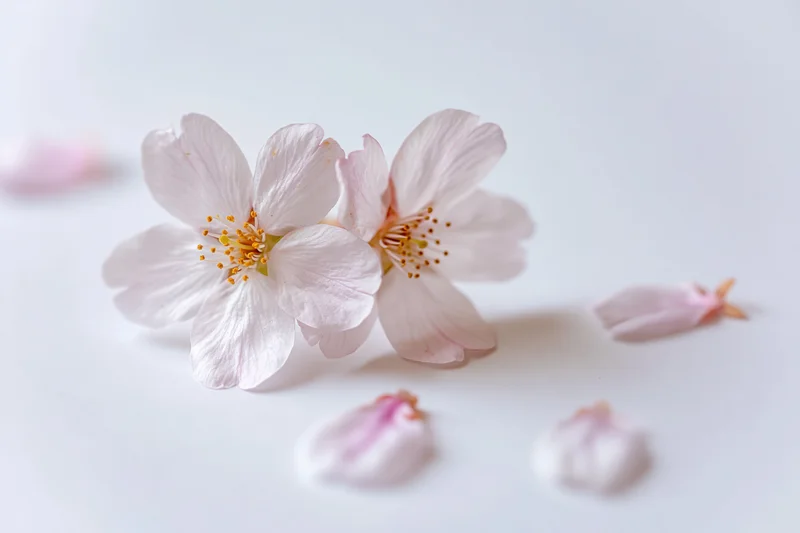 Two cherry blossom flowers resting together on a flat white surface with scattered petals around them