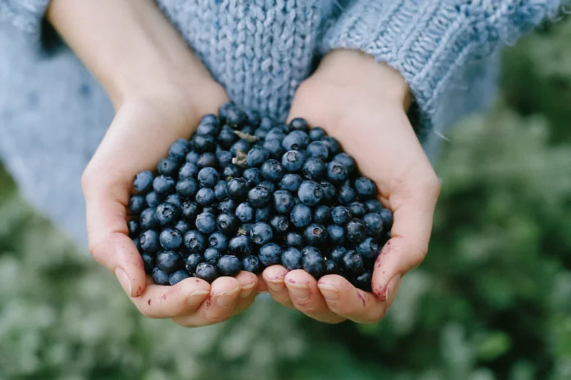 Hands cupped together holding freshly picked blueberries in a garden setting