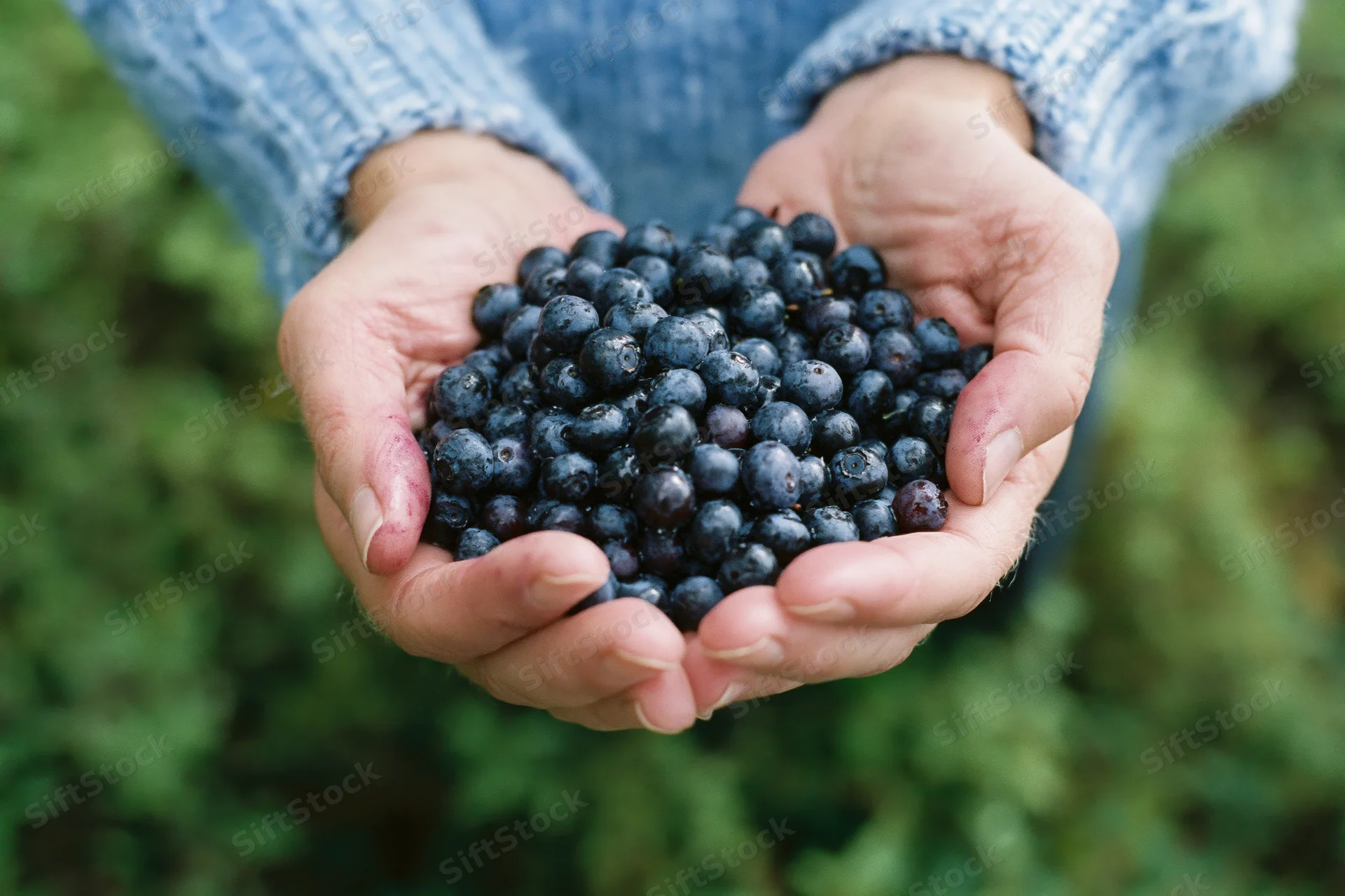 Cupped hands holding freshly picked blueberries in a garden