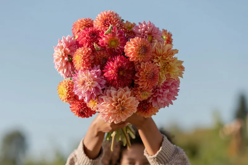 Woman holding large mixed dahlia bouquet outdoors with sky background