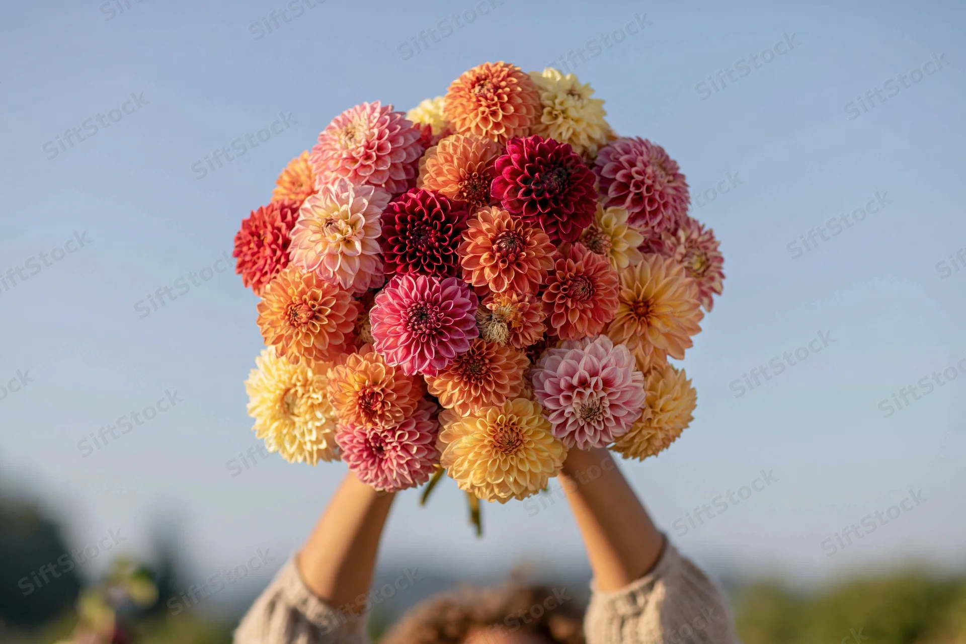 Woman holding large mixed dahlia bouquet above head outdoors against blue sky