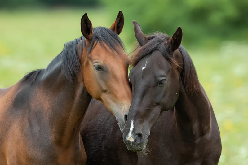 Two horses nuzzling each other in a green pasture