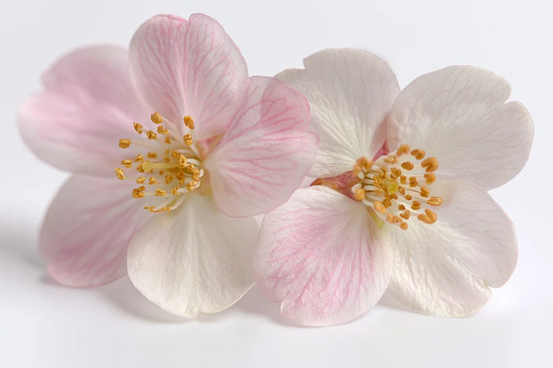Two pale pink cherry blossom flowers with golden stamens on white background