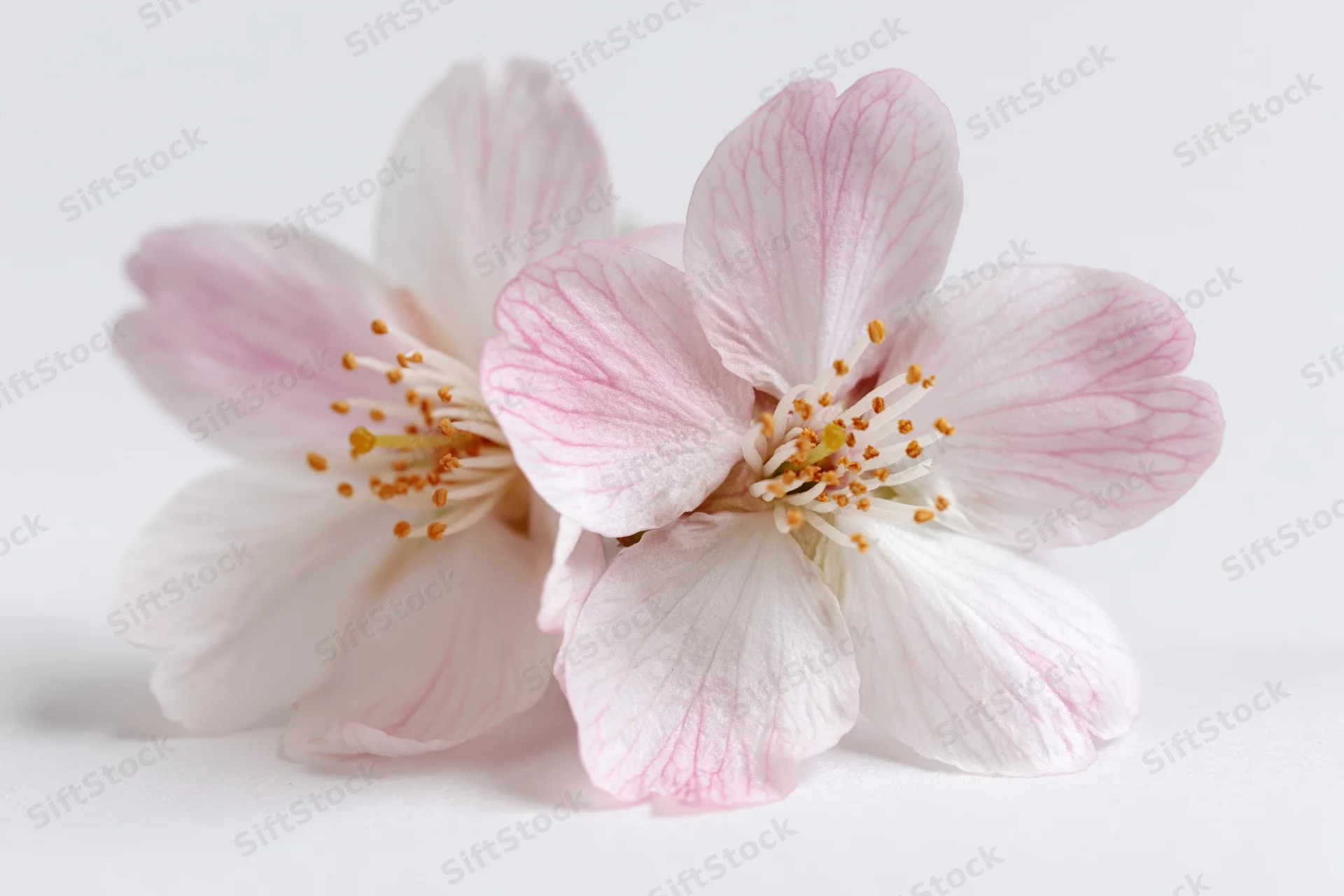 Two pale pink cherry blossom flowers with golden stamens on a white surface