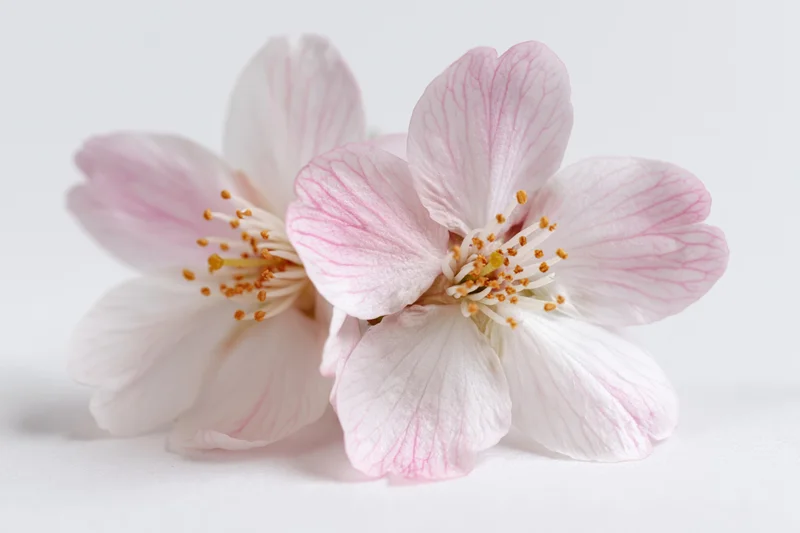 Two pale pink cherry blossom flowers with golden stamens on a white surface