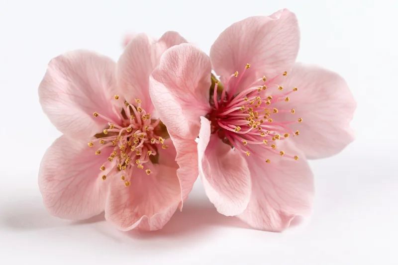 Two peach blossom flowers clustered together on a white background