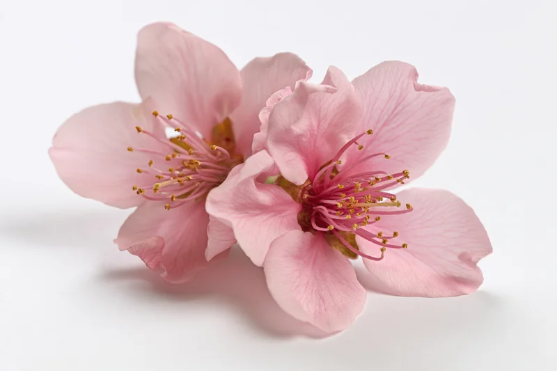 Two peach blossom flowers clustered together on a white background