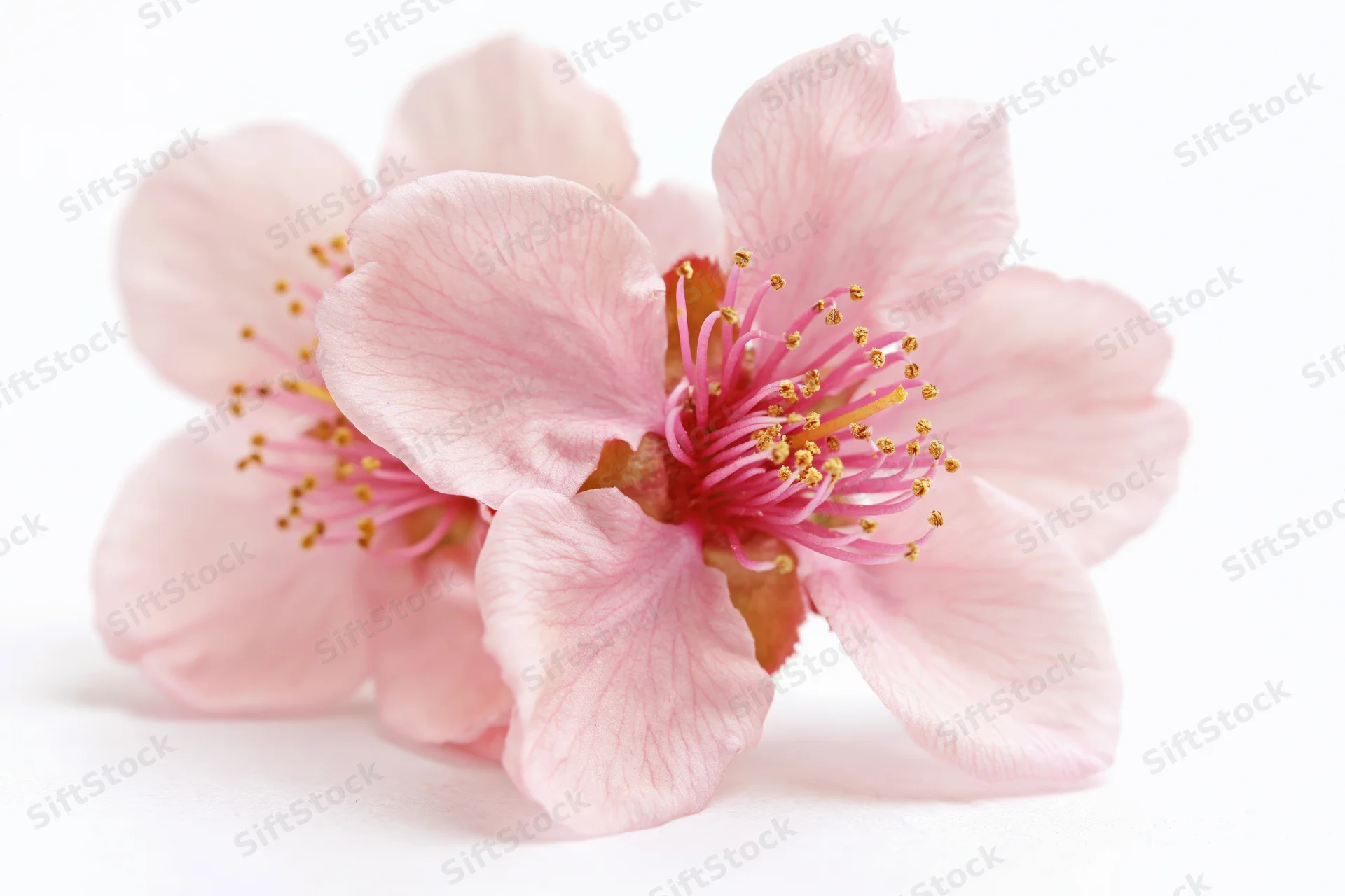 Two peach blossom flowers clustered together isolated against white background