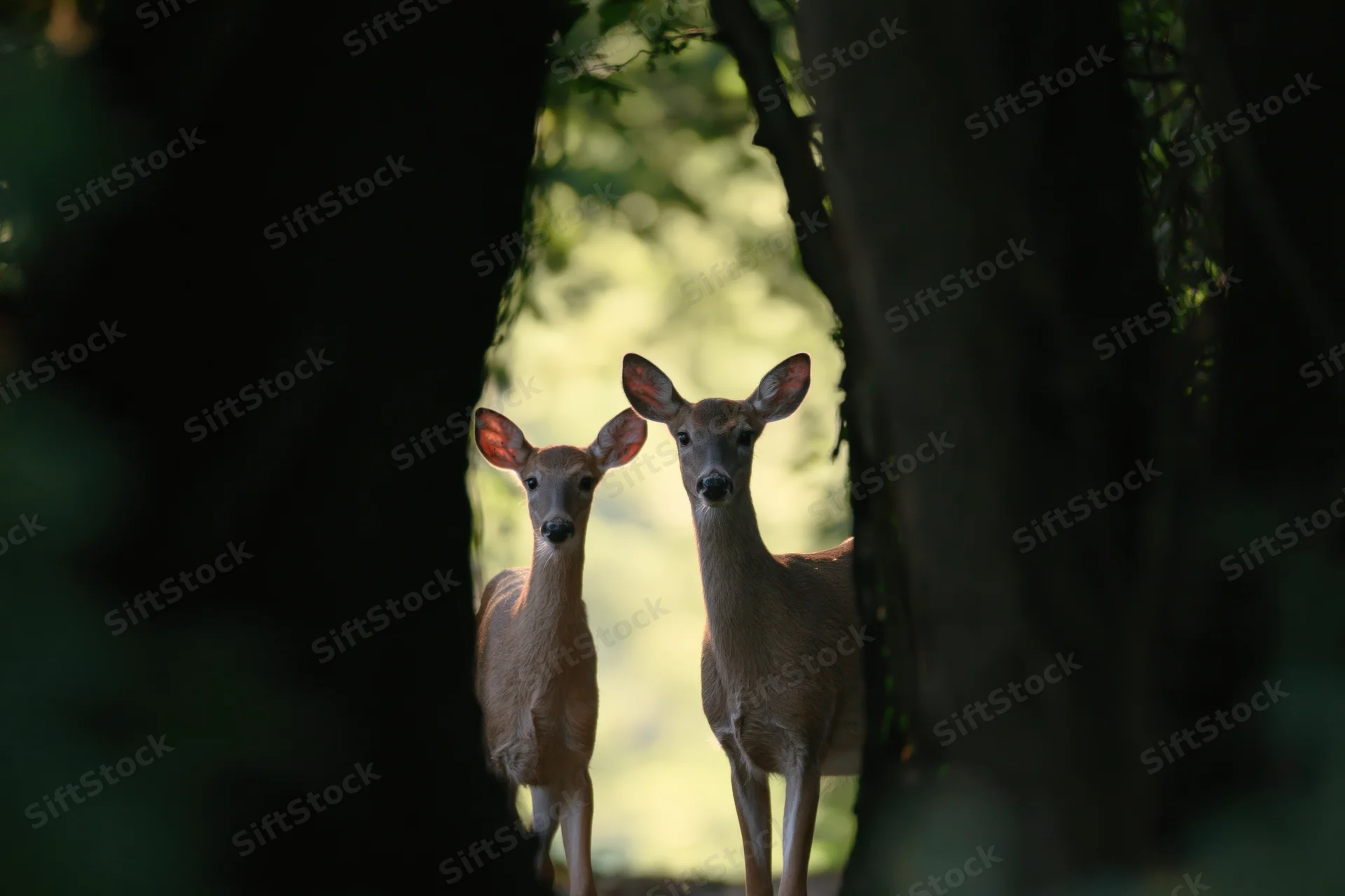 Two white-tailed deer a doe and fawn standing alert in a forest clearing framed by trees