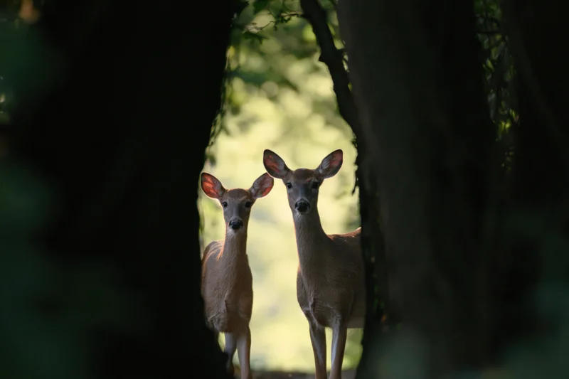 Two white-tailed deer a doe and fawn standing alert in a forest clearing framed by trees
