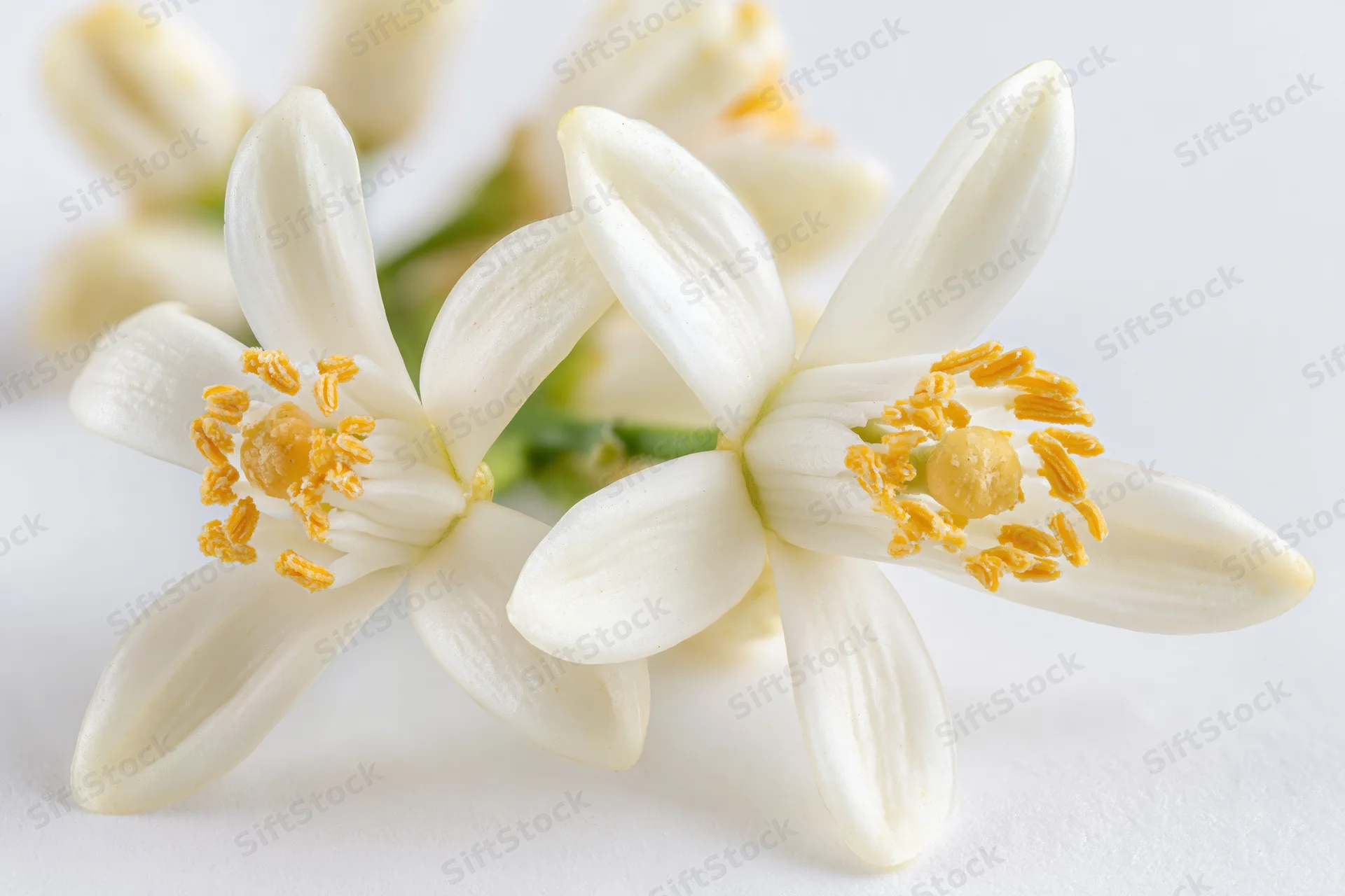 Closeup of two white orange blossom flowers with yellow stamens on a white background