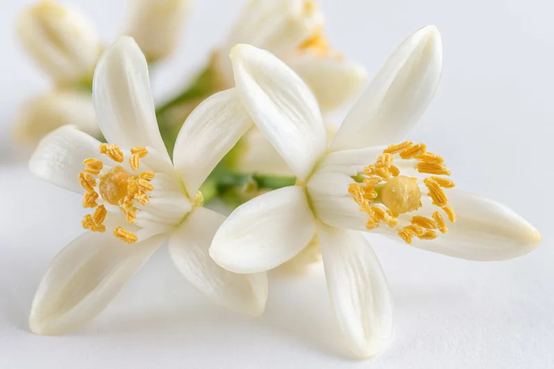 Closeup of two white orange blossom flowers with yellow stamens on a white background