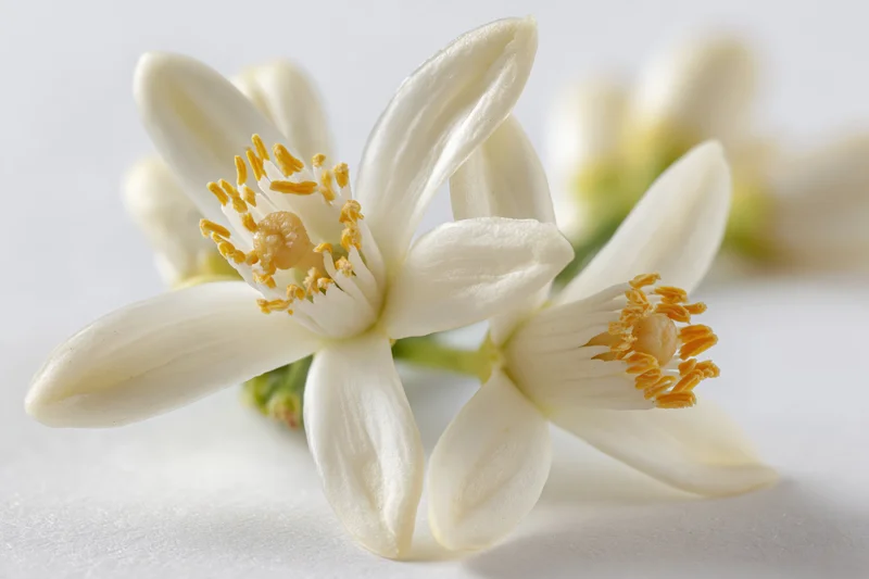 Closeup of two white orange blossom flowers with yellow stamens on a white surface