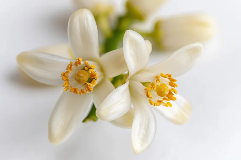 Closeup of two white orange blossom flowers with yellow stamens on a plain white background