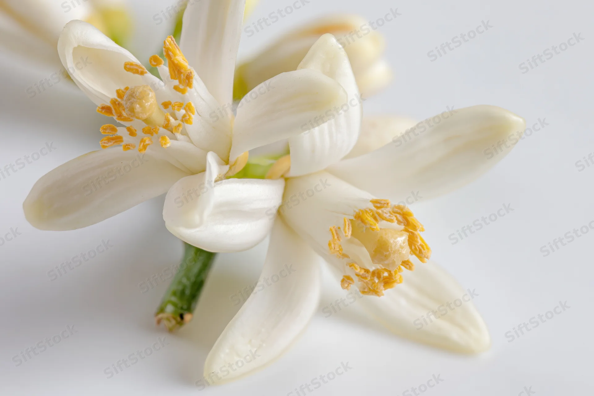 Closeup of two white orange blossom flowers with yellow stamens on a white background